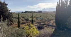 Descubre esta encantadora finca rústica situada en el término municipal de El Palomar